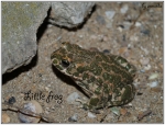 "Little Frog"